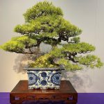 第95回『国風盆栽展』 – 現代盆栽 Gendaibonsai